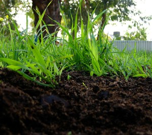 soil with grass