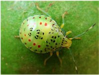 Bathycoelia natalicola